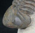 Reedops Trilobite - Great Preservation #20651-2